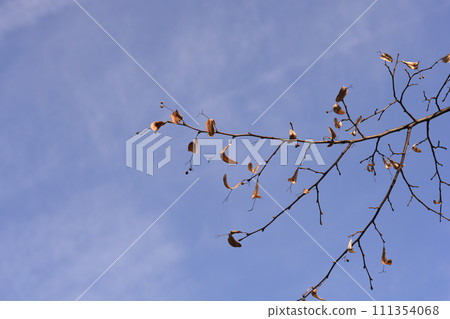 Small-leaved lime Small-leaved lime 111354068