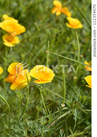 Golden poppy flower Golden poppy flower 111354070