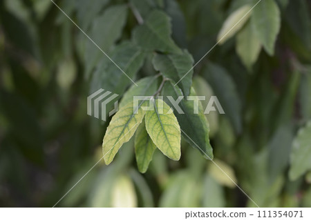 Autumn olive Autumn olive 111354071