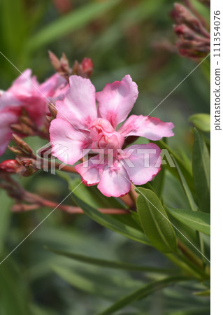 Common oleander Common oleander 111354076
