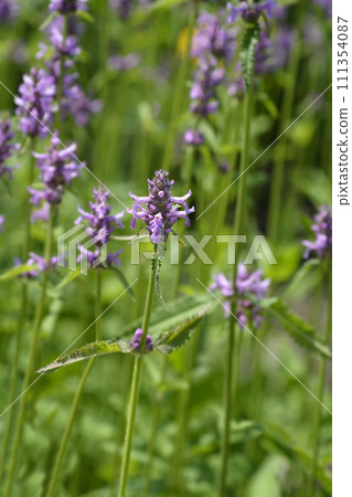 Common hedgenettle Common hedgenettle 111354087