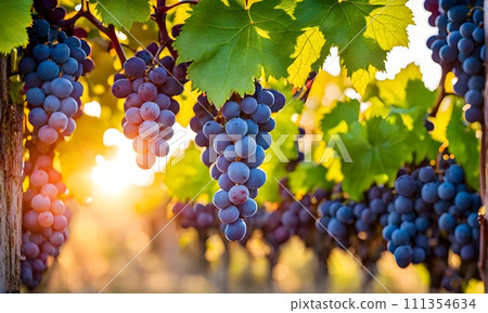Sunny vineyard with clusters of ripe grapes in focus Sunny vineyard with clusters of ripe grapes in focus 111354634