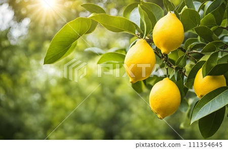 Lemon tree branches laden with bright yellow lemons Lemon tree branches laden with bright yellow lemons 111354645