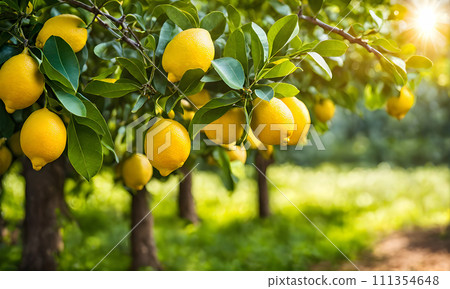 Lemon tree branches laden with bright yellow lemons Lemon tree branches laden with bright yellow lemons 111354648