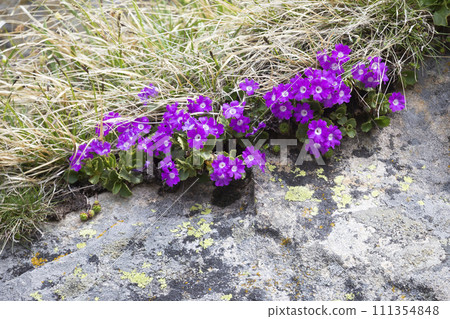 Primula hirsuta growing on a rock in Valais in Switzerland 111354848