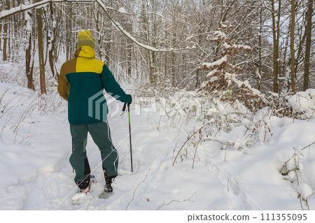 Man turned his back, walking on forest in winter with trekking poles and snowshoes, sunny morning after snow falling. Man turned his back, walking on forest in winter with trekking poles and snowshoes, sunny morning after snow falling. 111355095