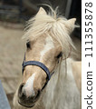 Horse  111355878