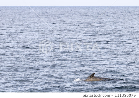 Serene seascape with pilot whale calf and mother gliding near Andenes under soft overcast sky Serene seascape with pilot whale calf and mother gliding near Andenes under soft overcast sky 111356079
