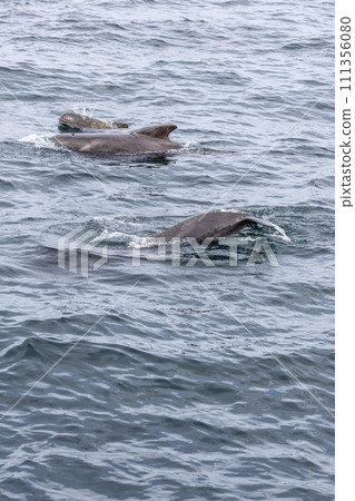 Globicephala melas family, calf swims energetically between parents in ocean near Andenes Globicephala melas family, calf swims energetically between parents in ocean near Andenes 111356080