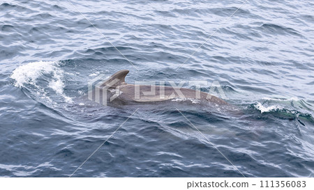 Pilot whale navigates tranquil sea with undulating waves near scenic Lofoten archipelago 111356083