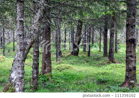Slender trunks and green carpet understory define tranquil Scandinavia pine forest 111356102