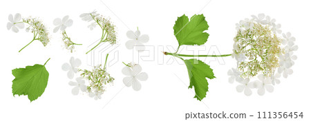Viburnum flower isolated on a white background. Top view. Flat lay. 111356454