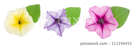 pink flower of petunia with green leaves isolated on white background 111356455