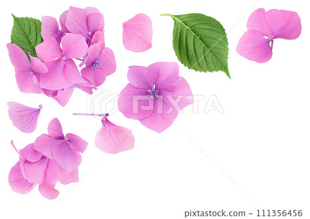 Pink Hydrangea flower isolated on white background. Top view with copy space for your text. Flat lay Pink Hydrangea flower isolated on white background. Top view with copy space for your text. Flat lay 111356456