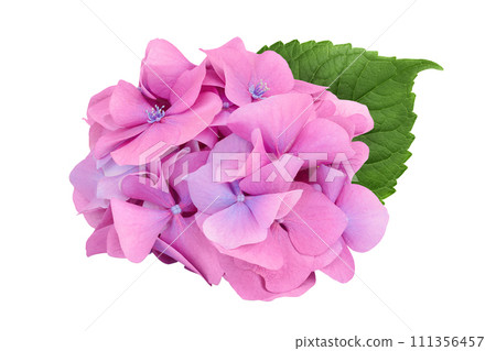 Pink Hydrangea flower isolated on white background 111356457