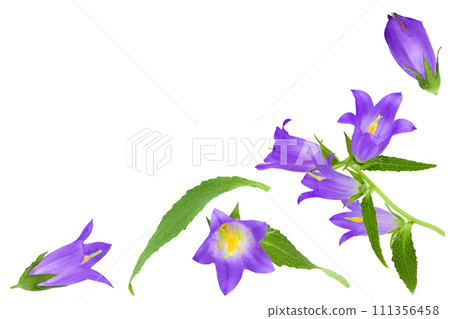 Campanula flower isolated on white background. Top view with copy space for your text. Flat lay 111356458