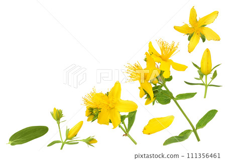 saint john's wort or Hypericum flowers isolated on white background. Top view with copy space for your text. Flat lay 111356461