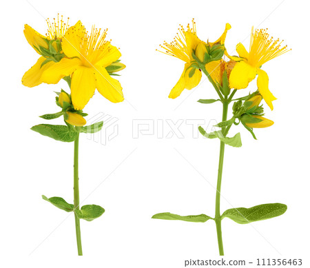 saint john's wort or Hypericum flowers isolated on white background 111356463