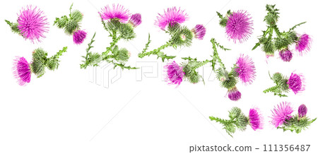 milk thistle flower isolated on white background with copy space for your text. Top view. Flat lay pattern milk thistle flower isolated on white background with copy space for your text. Top view. Flat lay pattern 111356487