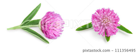 Clover or trefoil flower medicinal herbs isolated on white background 111356495