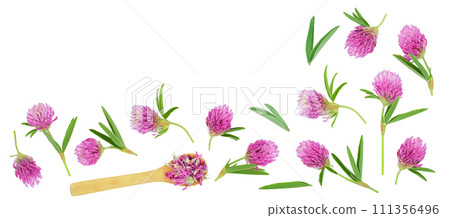 Clover or trefoil flower medicinal herbs isolated on white background with copy space for your text. Top view. Flat lay Clover or trefoil flower medicinal herbs isolated on white background with copy space for your text. Top view. Flat lay 111356496