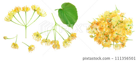Linden flowers with leaf isolated on white background Linden flowers with leaf isolated on white background 111356501