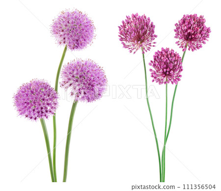 the flower of wild garlic isolated on white background. 111356504