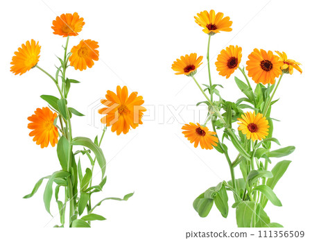 Bushes of orange Calendula flowers background . Isolated on white Bushes of orange Calendula flowers background . Isolated on white 111356509