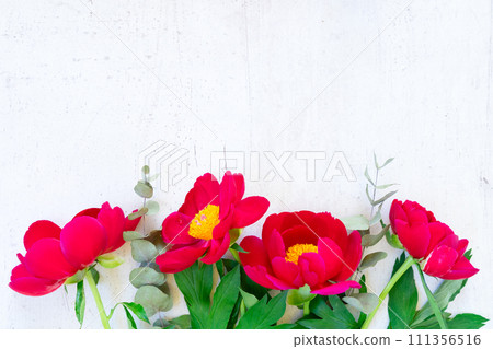 Fresh peony flowers Fresh peony flowers 111356516