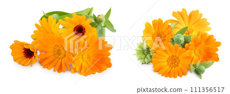 Calendula. Marigold flower isolated on white background Calendula. Marigold flower isolated on white background 111356517