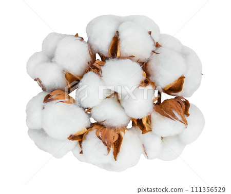 Cotton plant flower isolated on white background with full depth of field. Top view. Flat lay 111356529