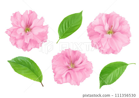 Sakura flower cherry blossom isolated on white background with full depth of field. Top view. Flat lay Sakura flower cherry blossom isolated on white background with full depth of field. Top view. Flat lay 111356530