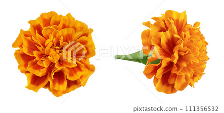 fresh marigold or tagetes erecta flower isolated on white background with full depth of field. Top view. Flat lay 111356532