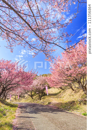 伊豆市戀人岬的土肥櫻花盛開 111356864