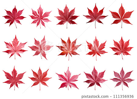 Japanese maple leaf vector set isolated on white background 111356936