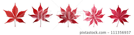 Japanese maple leaf vector set isolated on white background Japanese maple leaf vector set isolated on white background 111356937