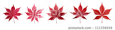 Japanese maple leaf vector set isolated on white background 111356938