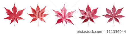 Japanese maple leaf vector set isolated on white background Japanese maple leaf vector set isolated on white background 111356944