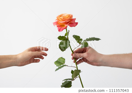A man giving a rose to a woman. Two hands with a beautiful rose, love concept.  111357043