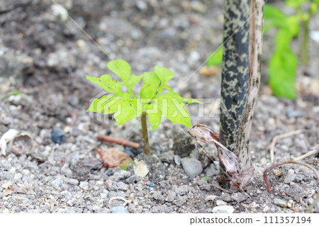Konnyaku, a plant with mottled stems Konnyaku, a plant with mottled stems 111357194