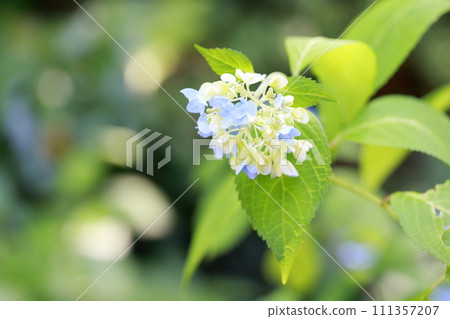 hydrangea flower 111357207