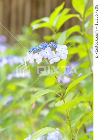 hydrangea flower 111357208