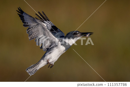 Belted Kingfisher Portrait  111357786