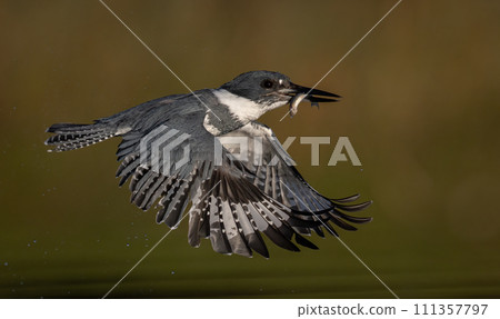 Belted Kingfisher Portrait  111357797
