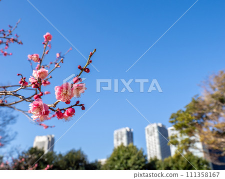 梅花盛開在城市公園和藍天 111358167