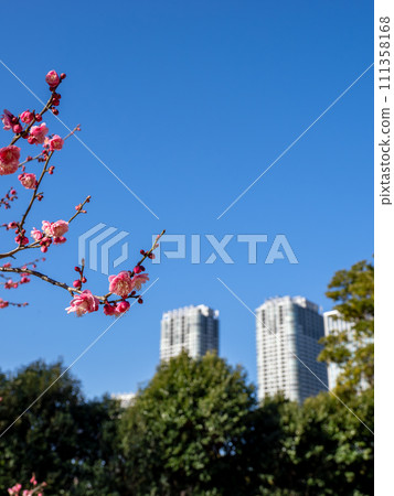 梅花盛開在城市公園和藍天 梅花盛開在城市公園和藍天 111358168