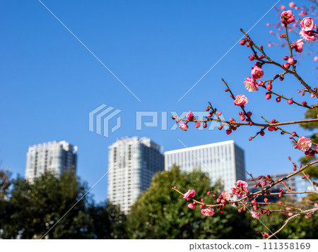 梅花盛開在城市公園和藍天 111358169