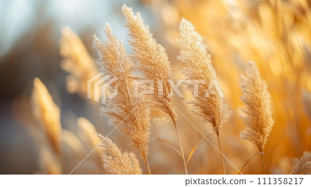 Natural Minimalist Background with dry grass 111358217