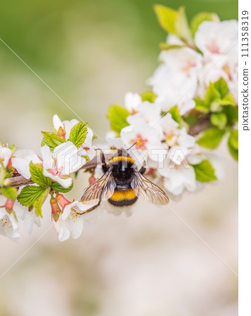 Bumblebee insect on white blooming cherry blossom. Bumblebee insect. The family of bees. Blossoming of whiskey. White flower. The Cherry Orchard. Pollination of trees. Bumblebee insect on white blooming cherry blossom. Bumblebee insect. The family of bees. Blossoming of whiskey. White flower. The Cherry Orchard. Pollination of trees. 111358319