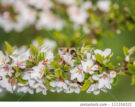Bumblebee insect on white blooming cherry blossom. Bumblebee insect. The family of bees. Blossoming of whiskey. White flower. The Cherry Orchard. Pollination of trees. 111358322
